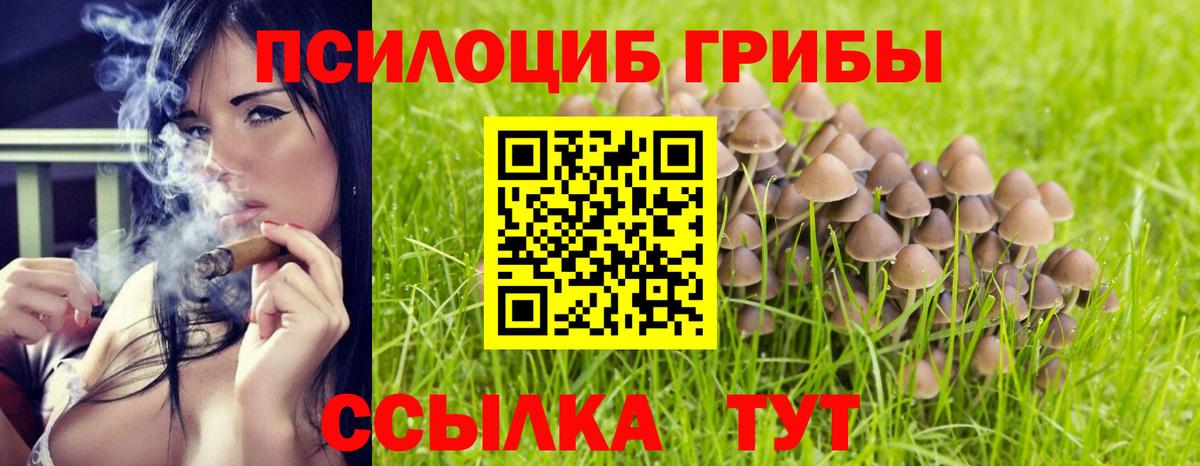 Королёв  Псилоцибиновые грибы Psilocybine cubensis  Вход с VPN 